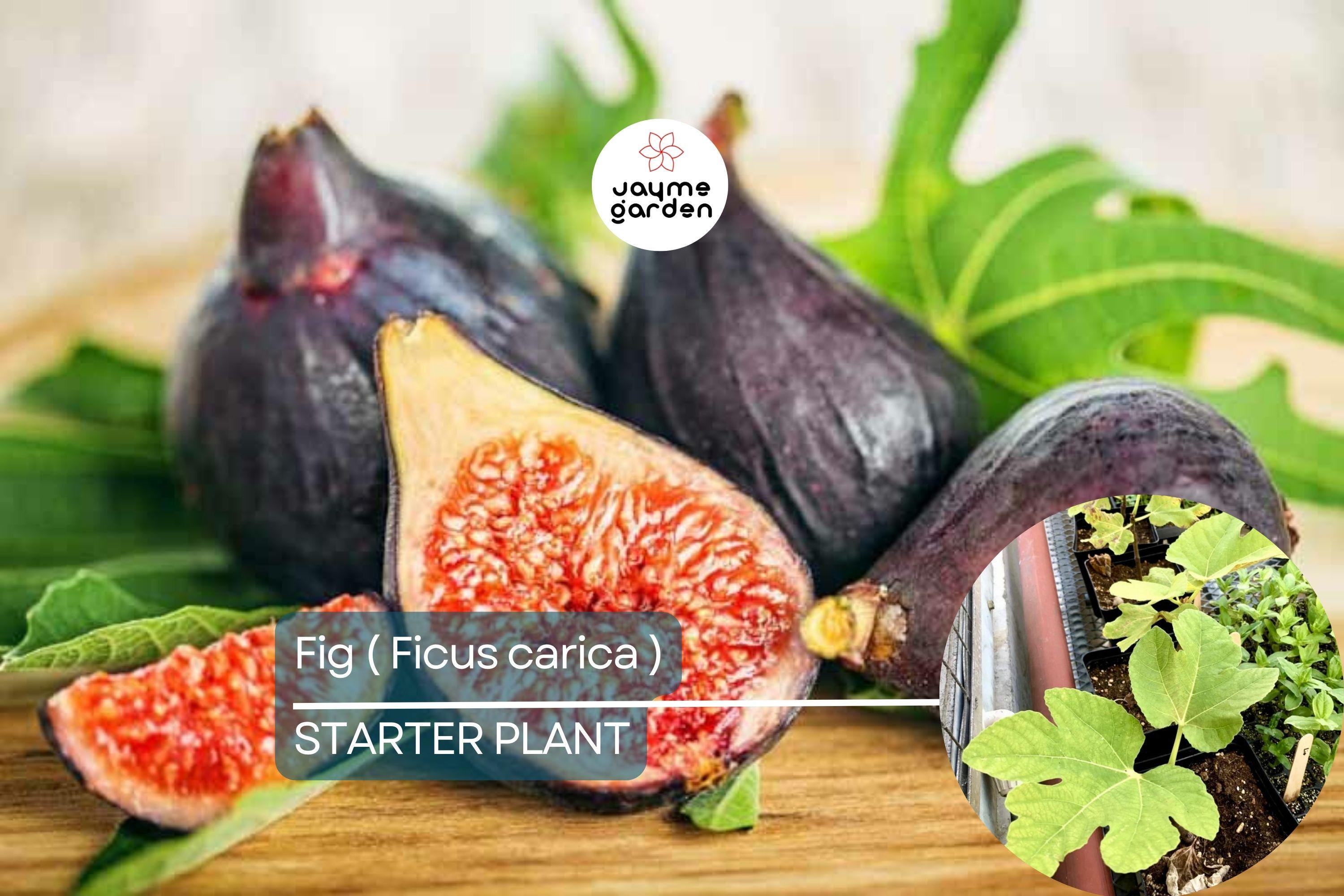 1 Ficus Fig Tree Starter Plant (Ficus carica) Live Tropical Fruit Tree | Sweet & Nutritious Figs | Perfect for Gardens and Patios