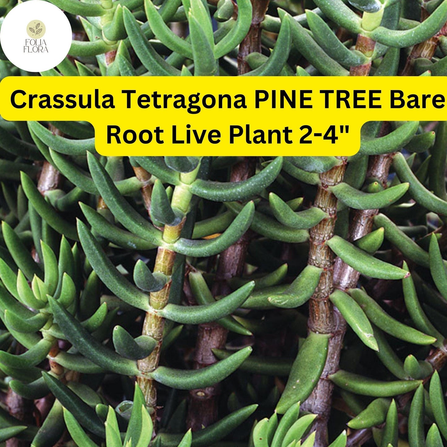 Crassula Tetragona ‘Pine Tree’ | 1 Live 2-4" Bare Root Succulent | Mini Pine-Like Growth, Drought-Tolerant, Easy-Care Houseplant