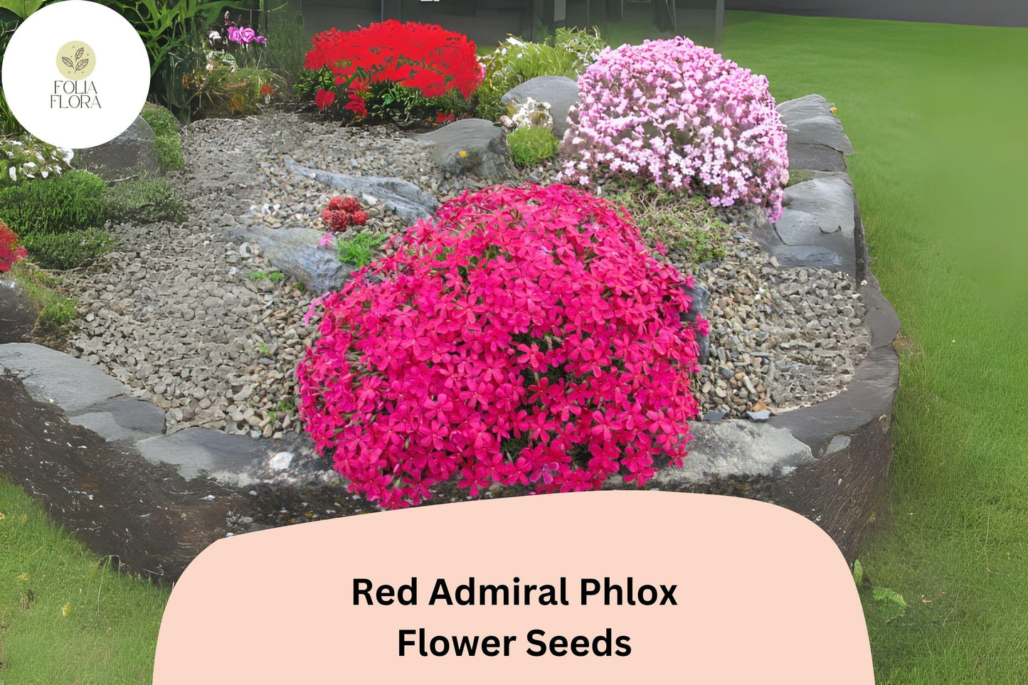 100+ Red Admiral Phlox Seeds – Bright Garden Flower Seeds for Planting, Phlox drummondii