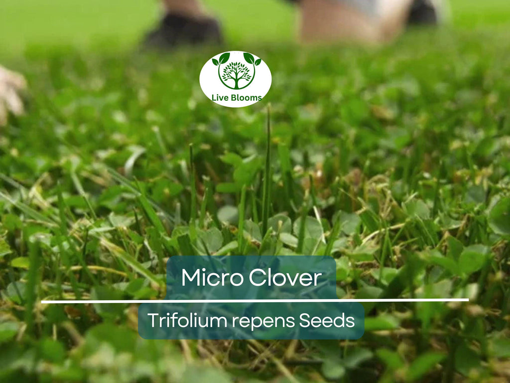 5000 Micro Clover Seeds, Non-GMO, Low-Maintenance Ground Cover, Lawn Alternative, Eco-Friendly, Perfect for Lawns & Gardens