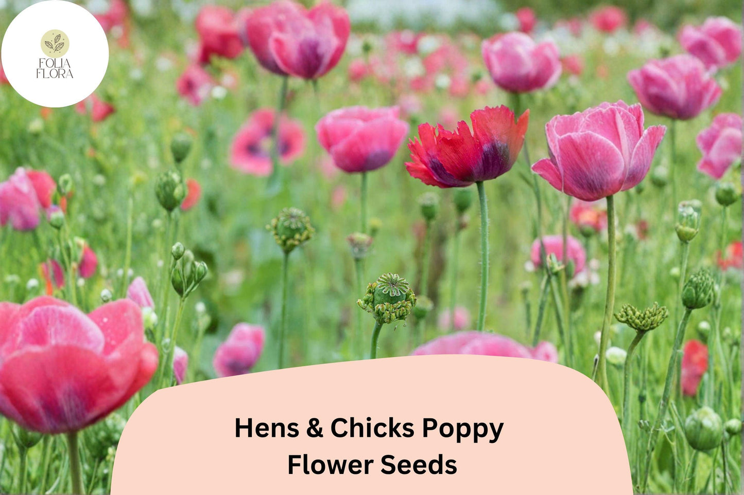 200+ Hens and Chicks Poppy Seeds for Garden Planting – Frilled Pink Blooms, Unique Seed Pods