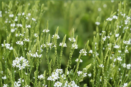 White Vervain – Verbena urticifolia, Native Woodland Perennial | Shade Tolerant (100 Seeds)
