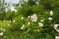 Swamp Rose Mallow – Hibiscus moscheutos 30 Seeds | Hardy Native Hibiscus | Giant Summer Blooms
