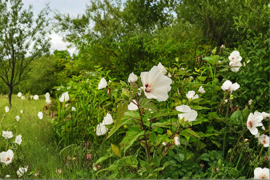 Swamp Rose Mallow – Hibiscus moscheutos 30 Seeds | Hardy Native Hibiscus | Giant Summer Blooms