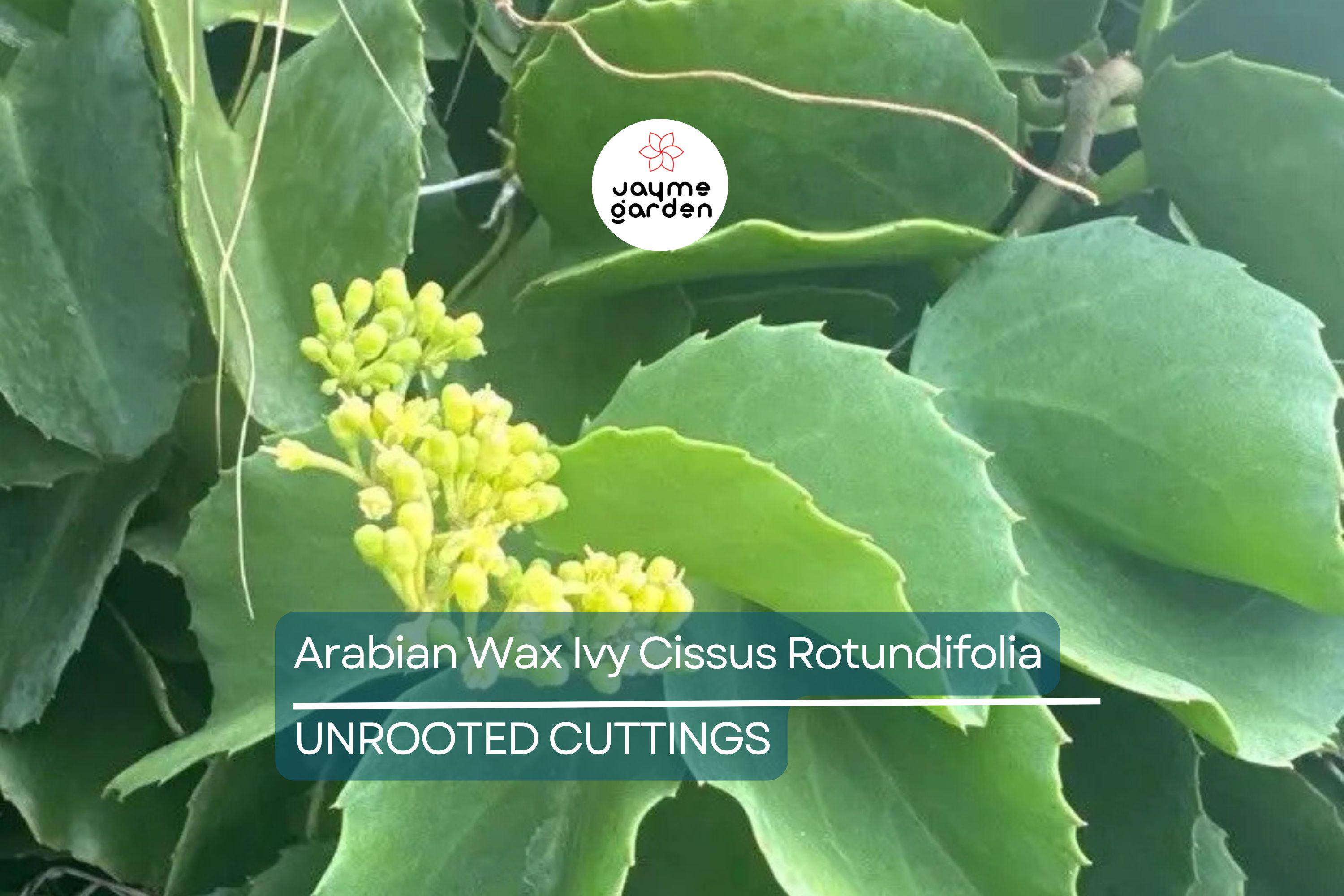 RARE Arabian Wax Ivy (Cissus Rotundifolia) Unrooted Cutting - Unique Live Houseplant Starter for Indoor Decor & Easy Care
