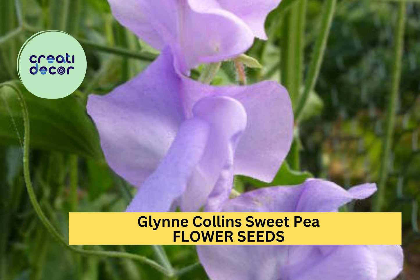 50+ Glynne Collins Sweet Pea Seeds – Fragrant Deep Pink Blooms for Garden Planting, Climbing Vines for Trellises & Bouquets – USA