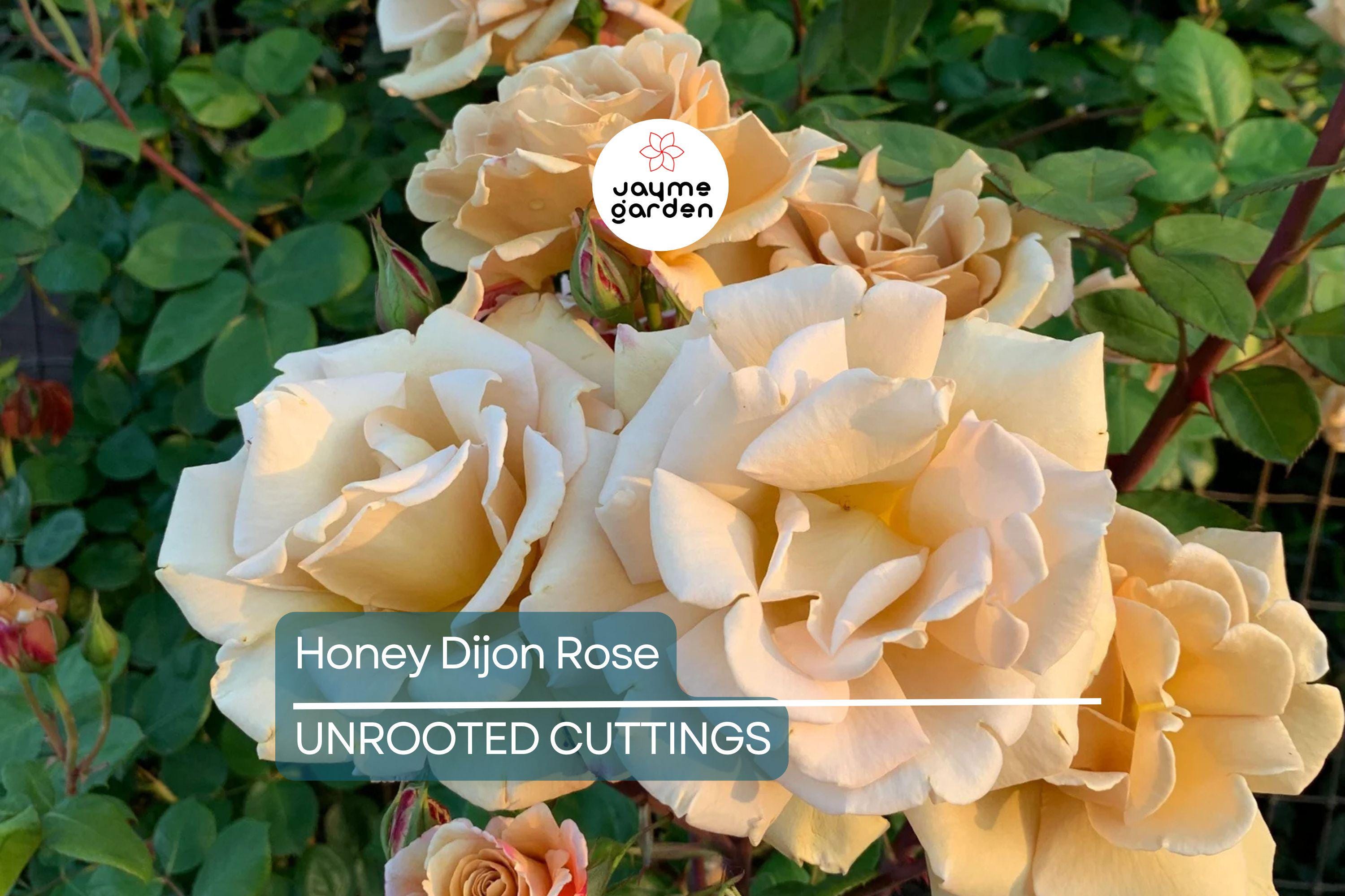 Super Rare Honey Dijon Rose | 3 Fresh Cuttings | for Rooting or Grafting | Unique Warm Tones | Fragrant Blooms