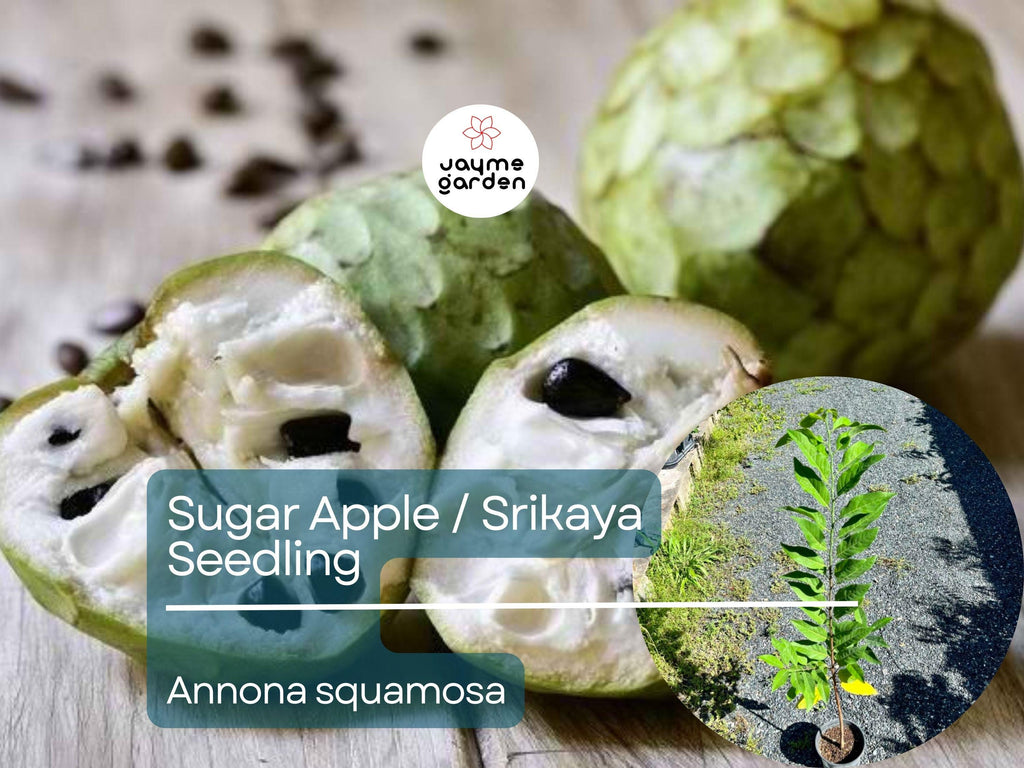Sugar Apple Starter Plant Seedling (Annona squamosa) - Live Fruit Tree 2-3’ Tall - Srikaya Sweet Tropical Custard Apple for Garden
