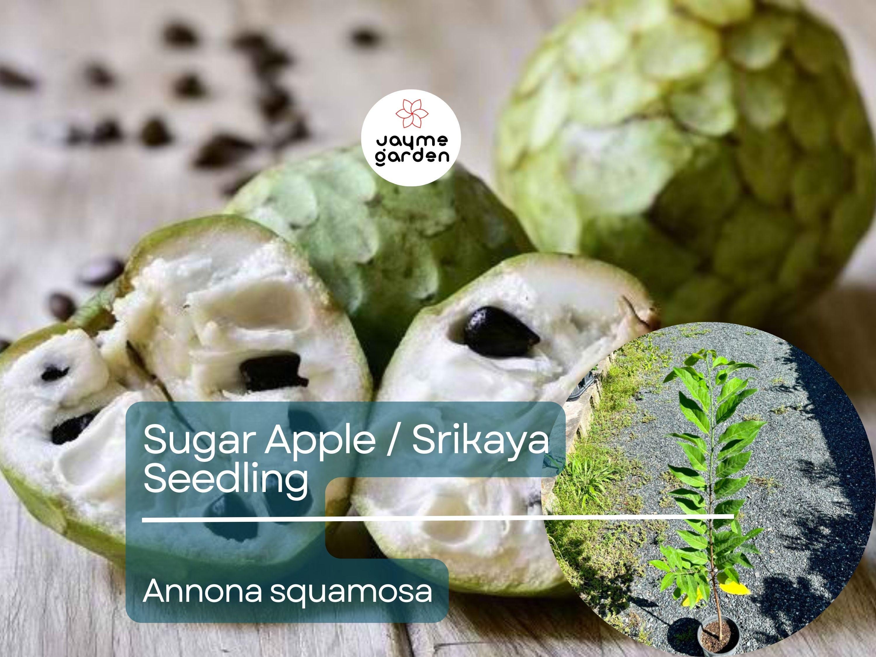 Sugar Apple Starter Plant Seedling (Annona squamosa) - Live Fruit Tree 2-3’ Tall - Srikaya Sweet Tropical Custard Apple for Garden