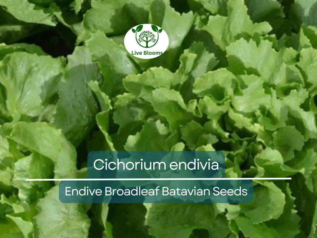 850 Seeds Endive Broadleaf Batavian (Cichorium endivia) - Non-GMO, Heirloom, Bitter Green, Easy to Grow, Perfect for Salad & Garden Planting
