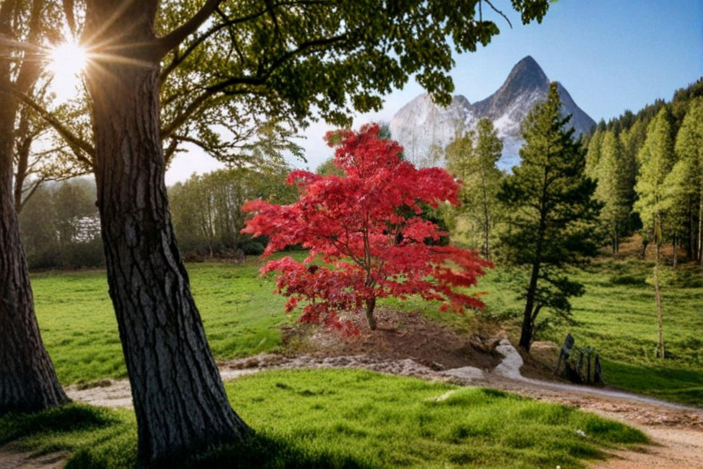 Acer Grosseri var. Hersii – Acer grosseri var. hersii 10 Seeds | Rare Asian Maple | Ornamental Tree | Distinctive Foliage & Form