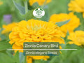 100 Seeds Zinnia Canary Bird Double Blooms - Non-GMO, Vibrant Cut Flowers, Attracts Butterflies, Easy to Grow, Long-Lasting Blooms