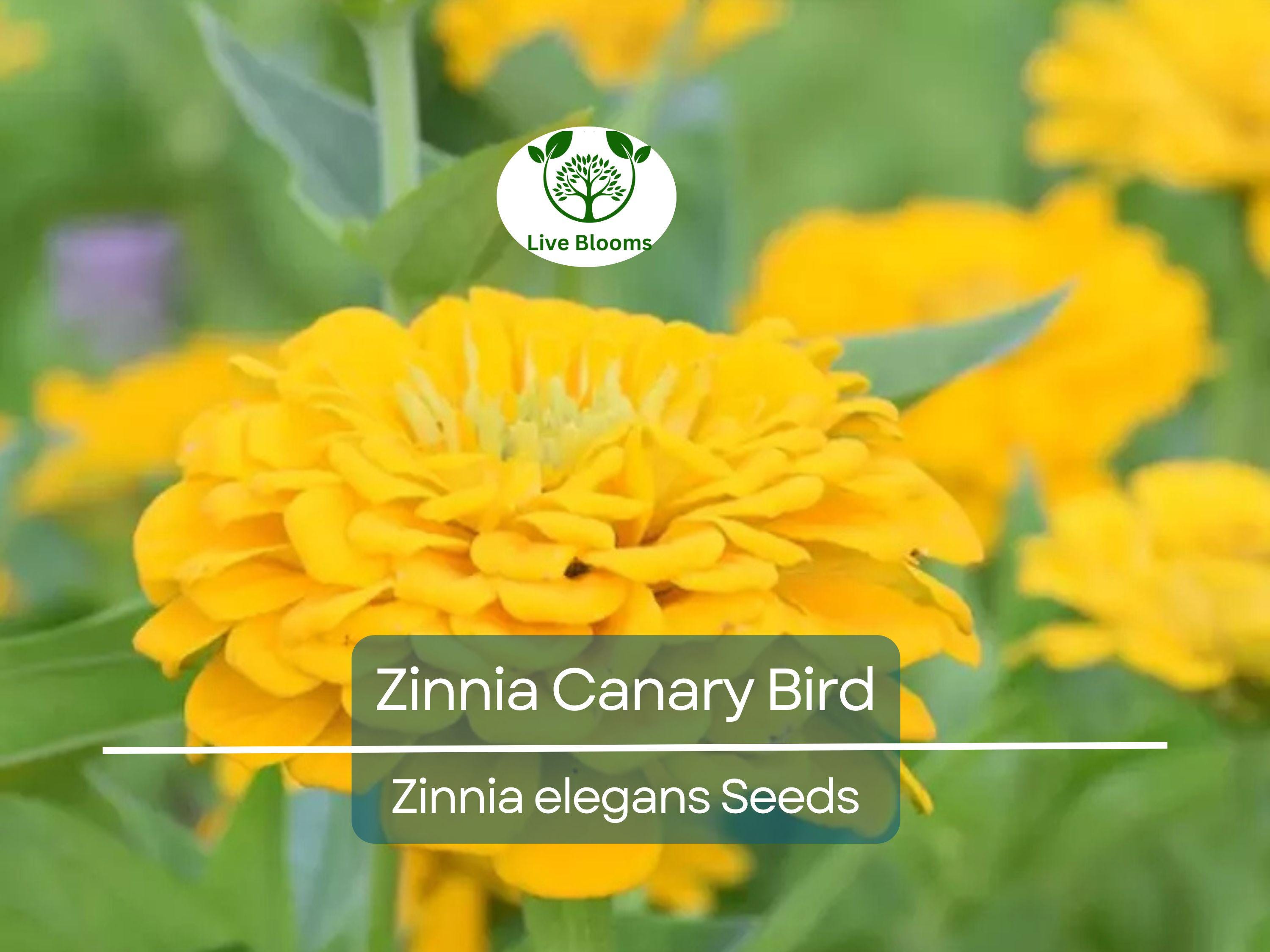 100 Seeds Zinnia Canary Bird Double Blooms - Non-GMO, Vibrant Cut Flowers, Attracts Butterflies, Easy to Grow, Long-Lasting Blooms