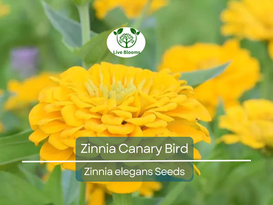 100 Seeds Zinnia Canary Bird Double Blooms - Non-GMO, Vibrant Cut Flowers, Attracts Butterflies, Easy to Grow, Long-Lasting Blooms