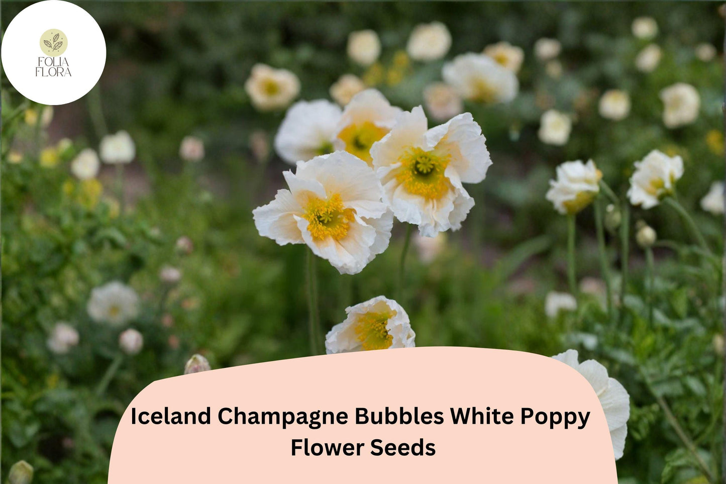 200+ Iceland Champagne Bubbles White Poppy Seeds for Garden – Elegant Blooms, Easy to Grow Perennial Flowers