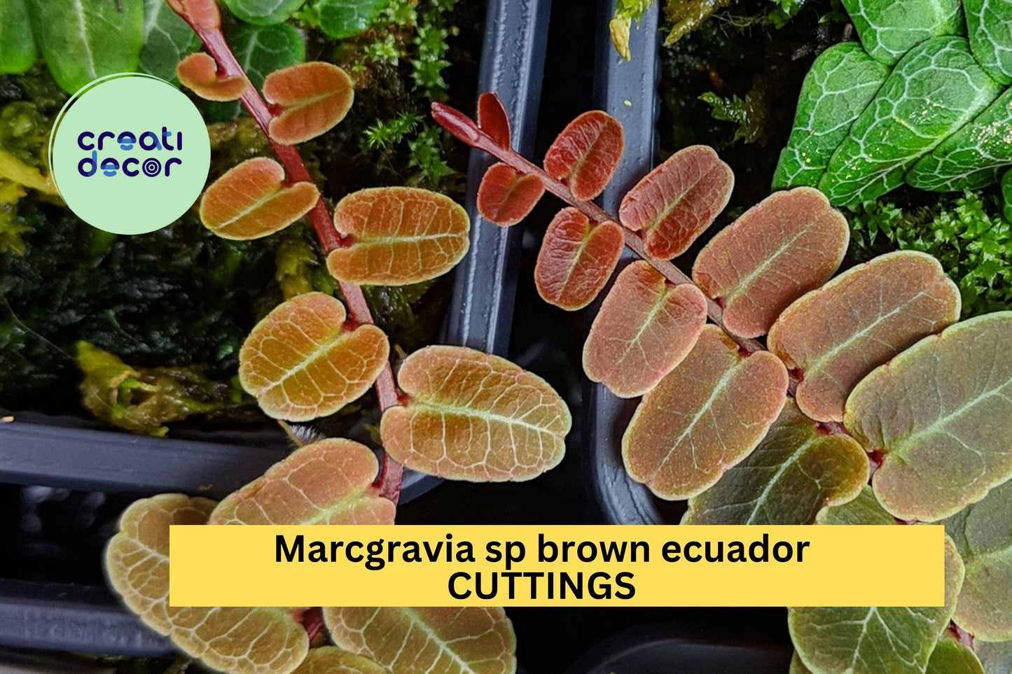 Marcgravia sp. Brown Ecuador 1 Cutting – 10 Leaf Segment for Terrariums or Vivariums, Rare Shingling Plant with Exotic Foliage – USA