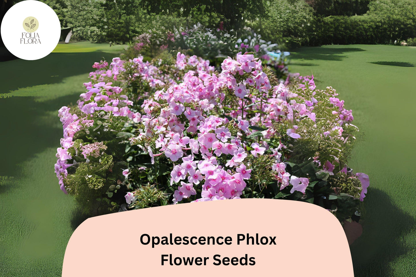 100+ Opalescence Phlox Seeds – Phlox paniculata, Soft Pink & White Perennial Garden Flowers