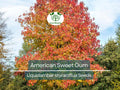 15 American Sweet Gum Tree Seeds (Liquidambar styraciflua), Fall Colorful Tree, Beautiful Hardwood, for Landscaping & Shade, Hardy Tree Seed