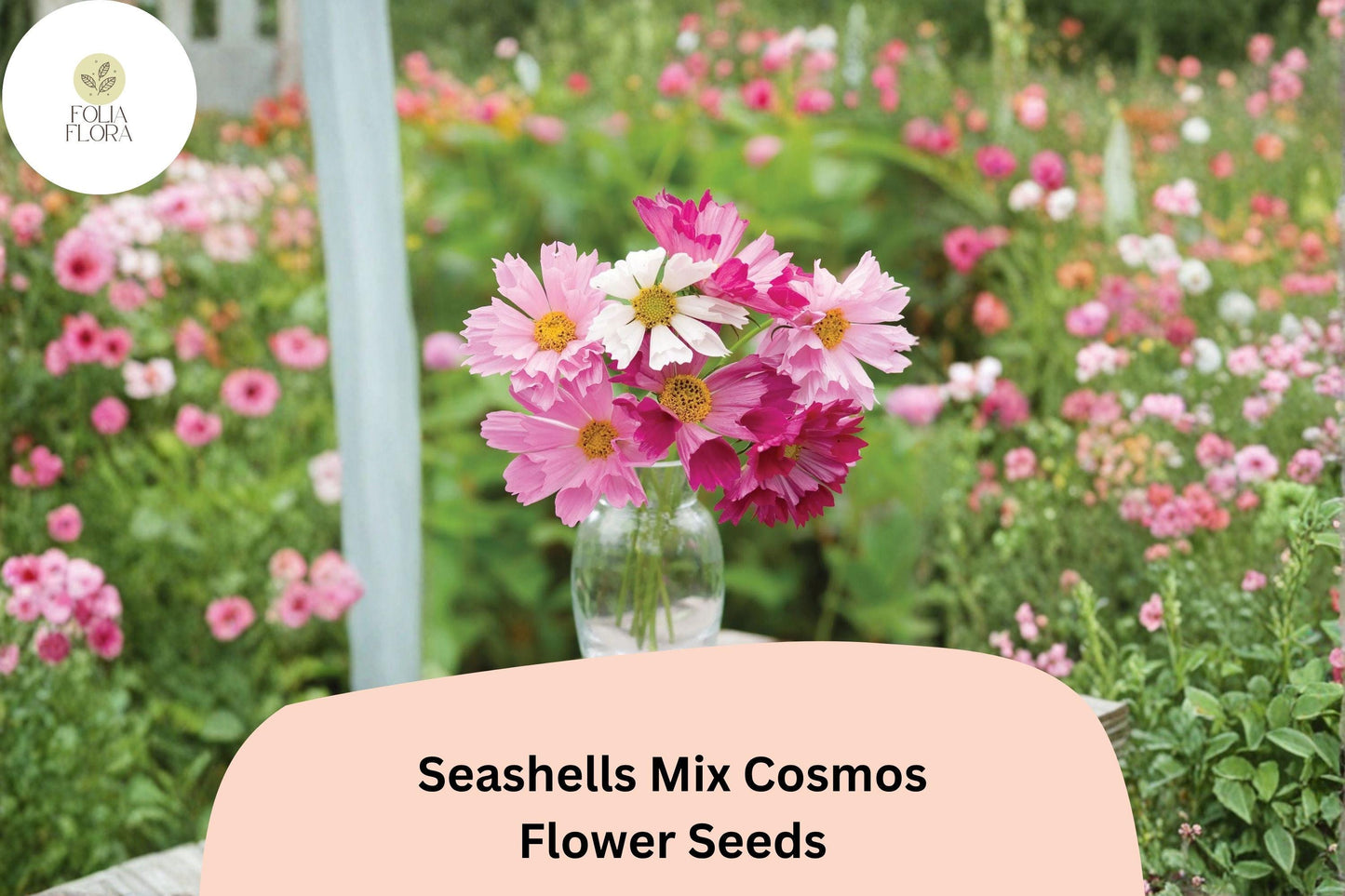 200+ Seashells Mix Cosmos Seeds | Cosmos Bipinnatus Unique Fluted Petals | Annual Garden Flower Seeds for Planting