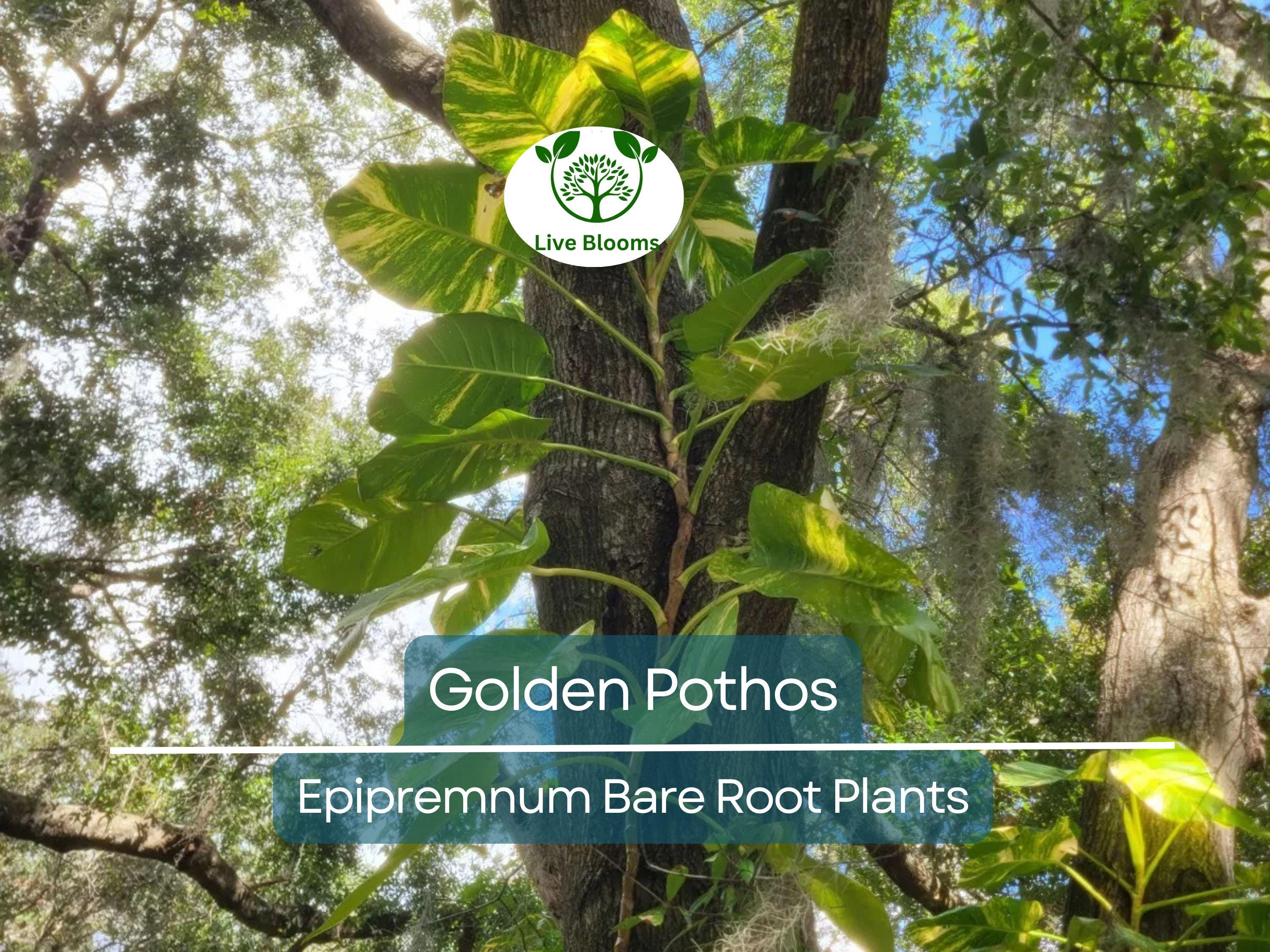 6 Golden Pothos Cuttings – Live Bare Rooted Plants (3–6") – Easy Indoor/Outdoor Houseplant – Air Purifier & Fast Grower