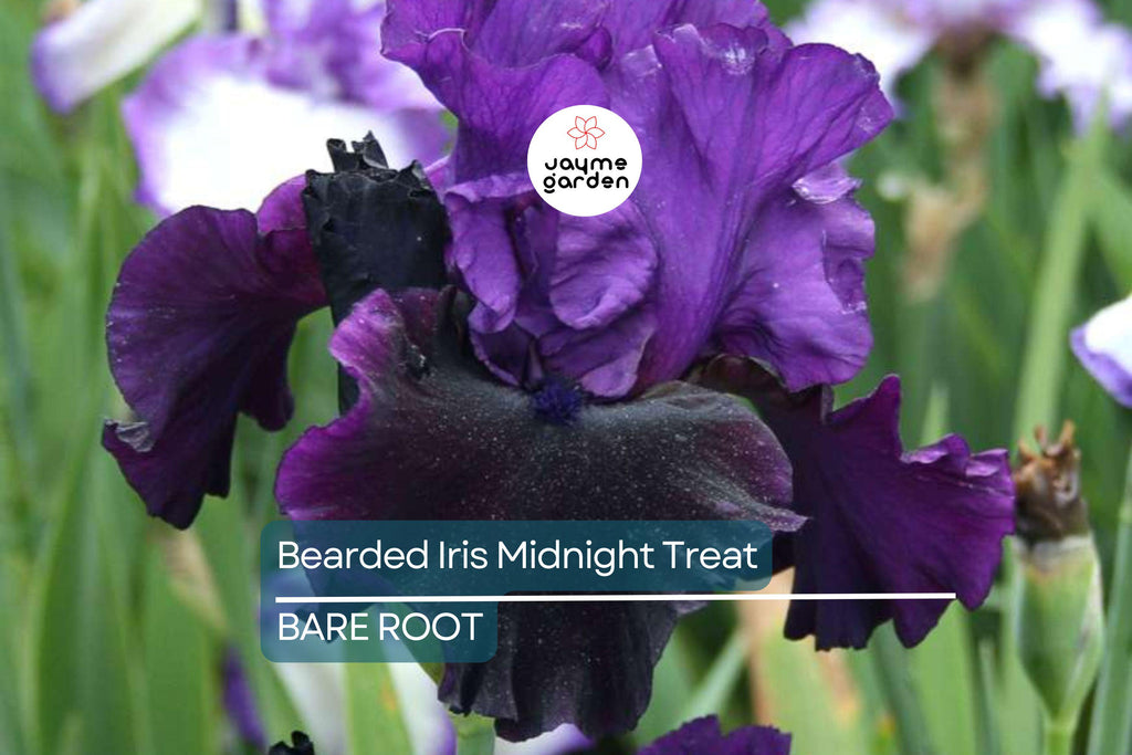 Bearded Iris Midnight Treat - Purple & Black Ruffled Blooms, Award-Winning, Deer-Resistant, USDA Zones 4-9