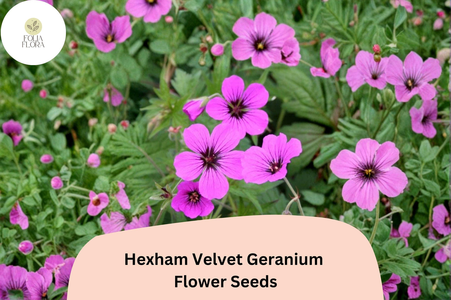 25+ Hexham Velvet Geranium Seeds for Garden Planting – Rich Purple Blooms, Hardy Perennial Flower