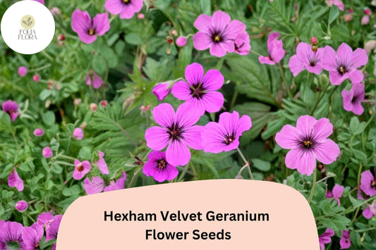 25+ Hexham Velvet Geranium Seeds for Garden Planting – Rich Purple Blooms, Hardy Perennial Flower