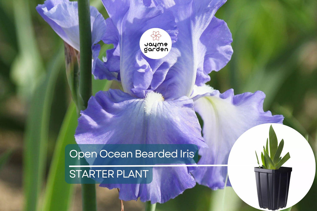 Open Ocean Bearded Iris – Quart Pot | Reblooming Lilac Blue Perennial | 38" Tall, Deer Resistant, Hardy Zones 3-10 | Strong Cut Flower