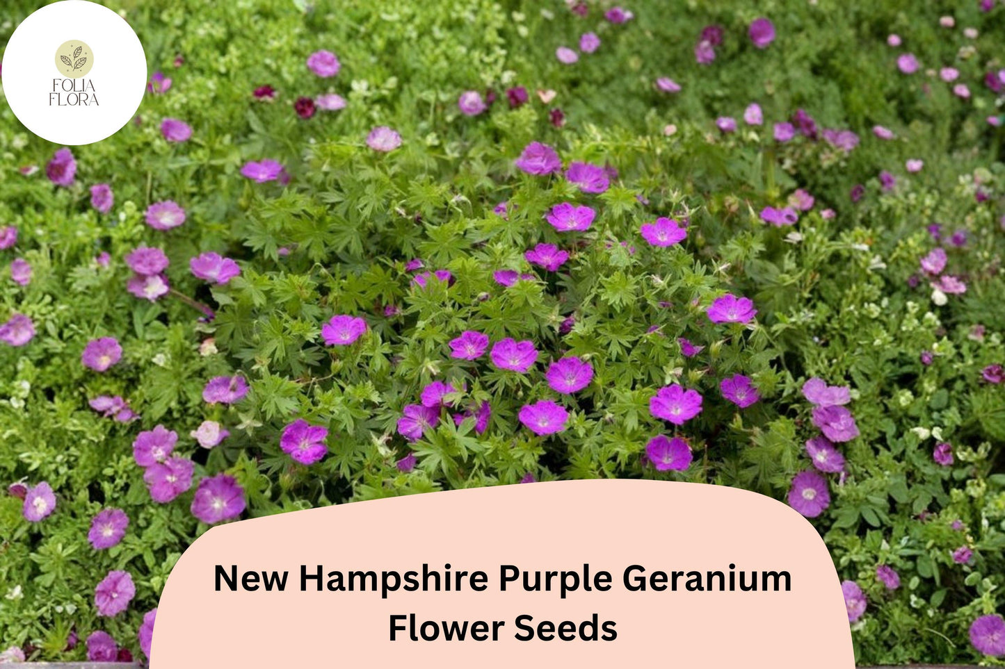 25+ New Hampshire Purple Geranium Seeds | Hardy Perennial | Vibrant Purple Blooms for Garden Borders & Ground Cover