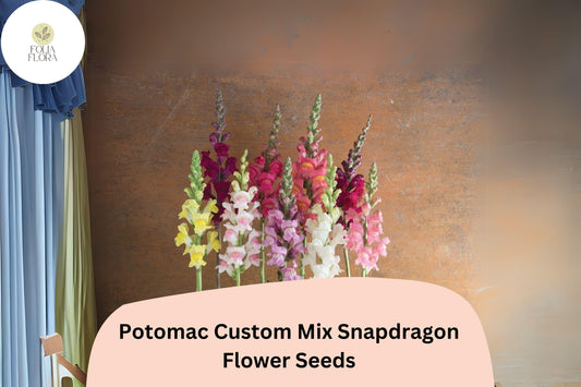 Antirrhinum majus Potomac Custom Mix Snapdragon Seeds – 1000+ Vibrant Multi-Colored Blooms for Garden & Cut Flowers