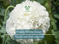 300 Seeds Poppy White Cloud, Peony Double Blooms, Breadseed Poppy, Huge White Blooms, Non-GMO, Papaver somniferum