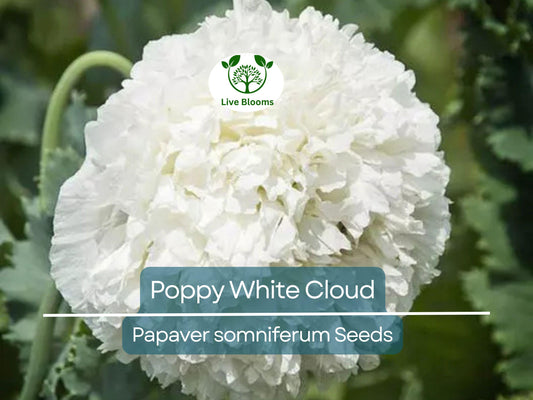 300 Seeds Poppy White Cloud, Peony Double Blooms, Breadseed Poppy, Huge White Blooms, Non-GMO, Papaver somniferum