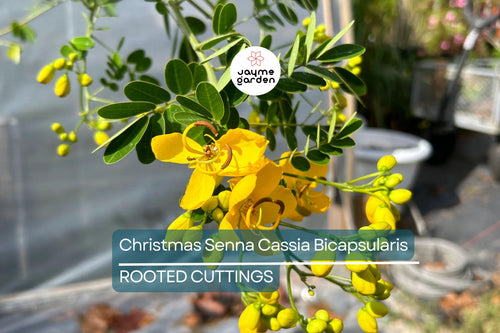 1 Christmas Senna Rooted Plant - Cassia Bicapsularis - Cream Flowers, Butterfly Host, Winter Blooming, 10-20” Tall