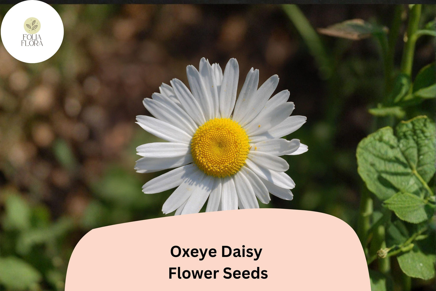 200+ Oxeye Daisy Seeds | Leucanthemum vulgare | Classic White Garden Flower | Easy Wildflower Planting