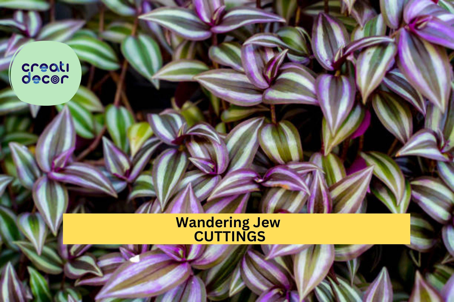 12 Fully Rooted Wandering Jew Cuttings – Tradescantia | Vibrant Houseplant with Purple-Green Foliage | Ready to Grow & Easy to Care For