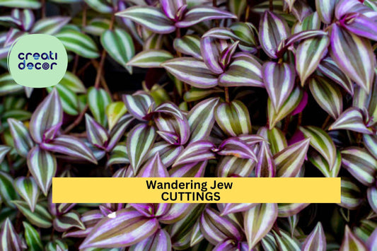 12 Fully Rooted Wandering Jew Cuttings – Tradescantia | Vibrant Houseplant with Purple-Green Foliage | Ready to Grow & Easy to Care For