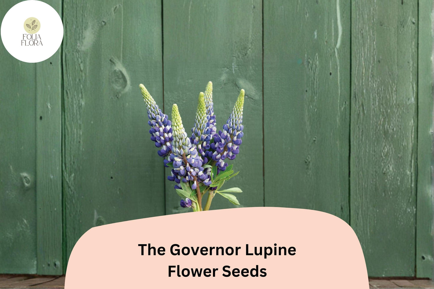 25+ The Governor Lupine Seeds | Lupinus | Deep Blue-White Spiked Blooms for Garden Planting