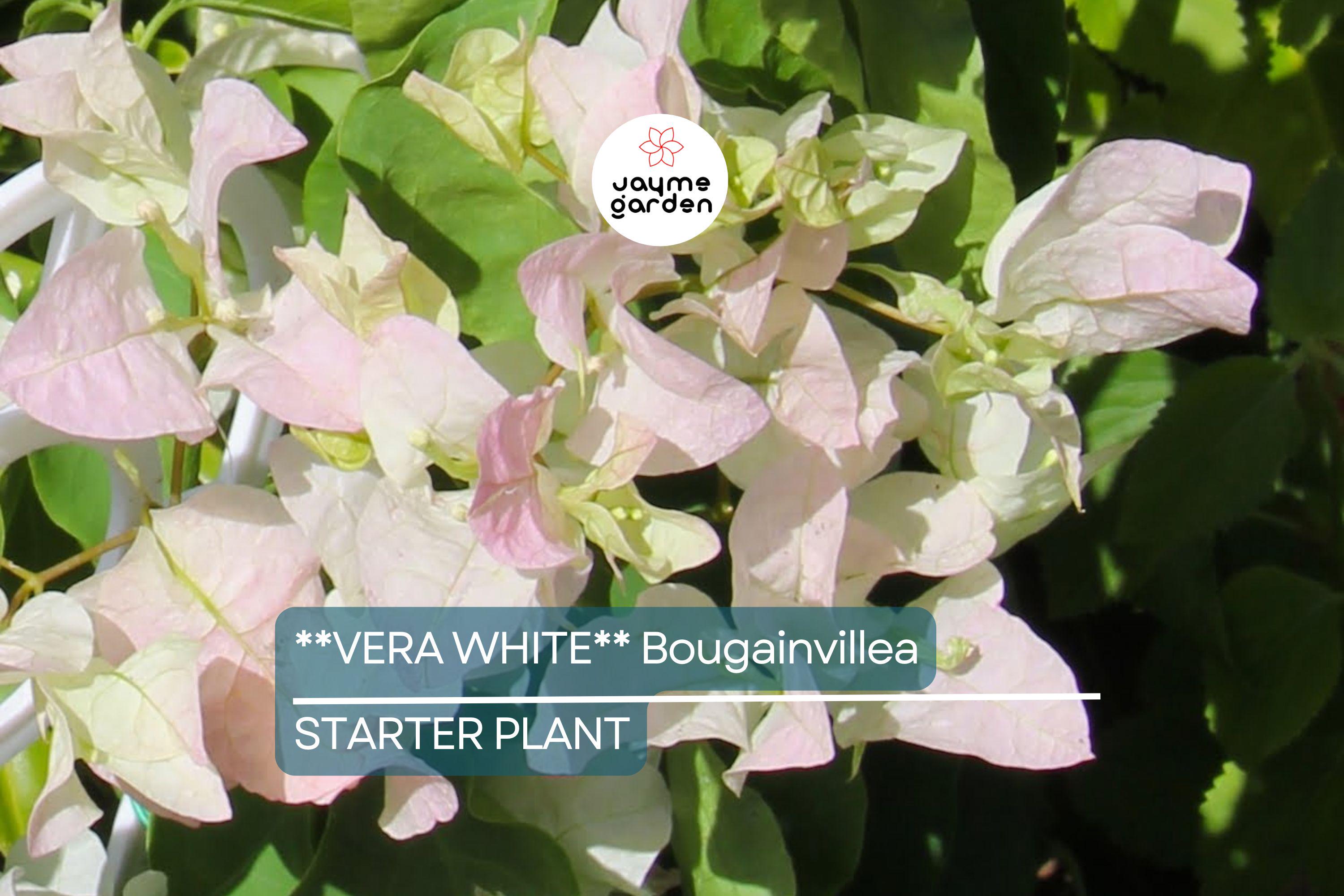 Vera White Bougainvillea Starter Plant | Well-Rooted Plug | Evergreen Vine or Shrub | Live Plant | USDA Zones 7+ | USA Seller