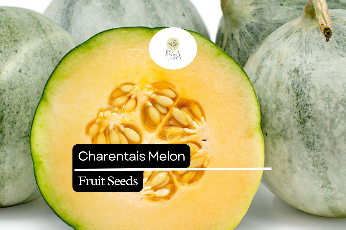 25 Seeds Charentais Melon (Cucumis melo) – French Heirloom Melon with Sweet, Fragrant Flesh