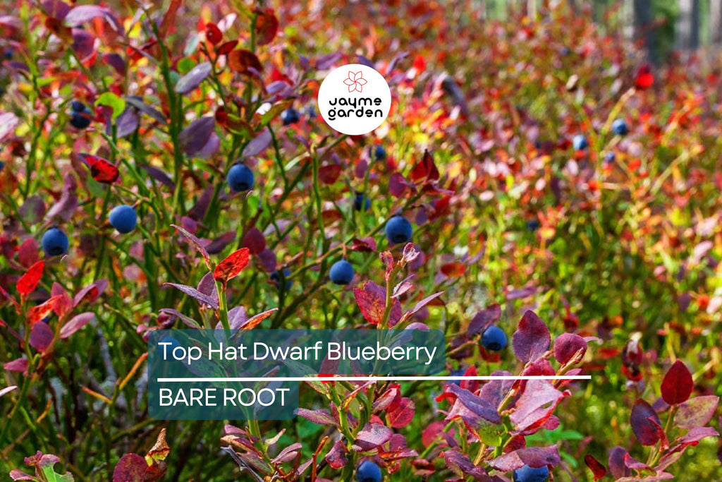 3 Top Hat Dwarf Blueberry Starter Plants Seedlings 4-6 inch Tall - Edible Berry Fruit Bush – Huge Roots, Live Bare Root, Full-Sized Berries
