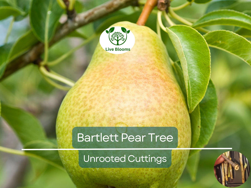 12 Giant Bartlett Pear Tree Cuttings – Unrooted for Rooting or Grafting, High Yield, Great Producer, Perfect for Fruit Orchard, Propagation
