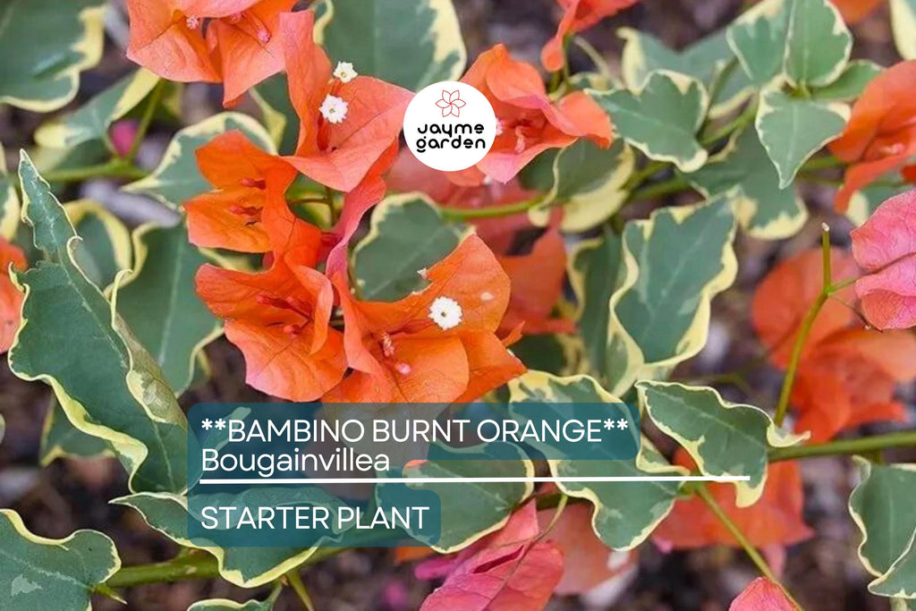 Bambino Burnt Orange Bougainvillea | Live Starter Plant | Well-Rooted Plug | Small, Tropical Beauty | Perfect for Indoor & Outdoor