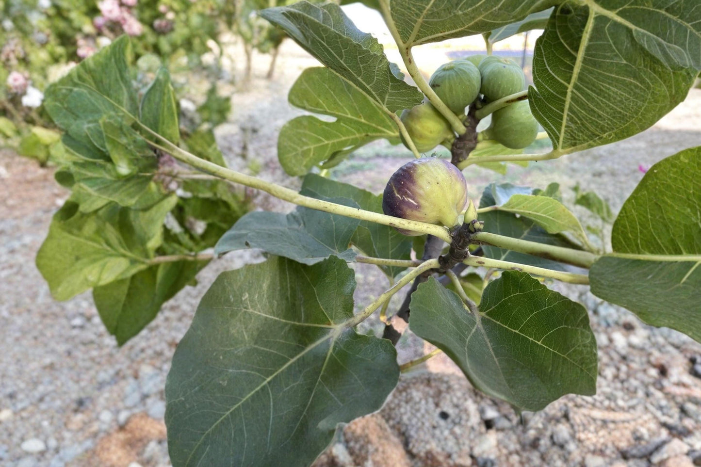 Del Sen Jaume Gran Fig 3 Cuttings Unrooted (Ficus carica)