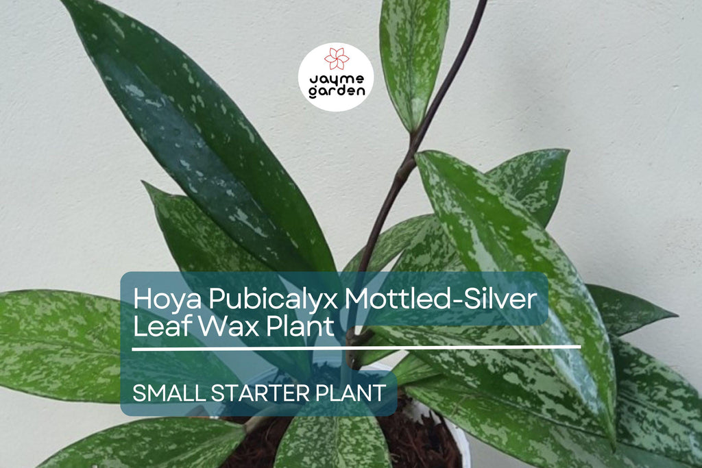 Hoya Pubicalyx Starter Plant - Mottled-Silver Leaf Wax Plant, 5" Tall - Tropical Vining Houseplant with Stunning Foliage & Fragrant Blooms