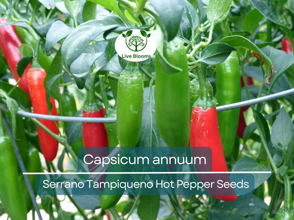 250 mg Seeds Serrano Tampiqueno Hot Pepper – Capsicum annuum | Heirloom Spicy Pepper Seeds for Planting, Gardening & Bold Flavor