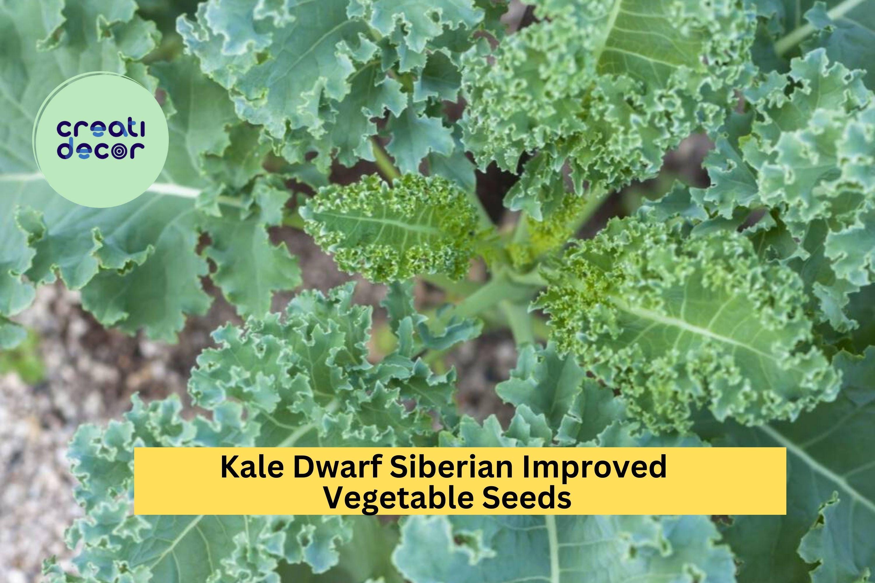 3pcs of 1g Kale Dwarf Siberian Improved Seeds – Cold Hardy Leafy Green for Garden Planting, Cooking & Juicing Seeds for Planting