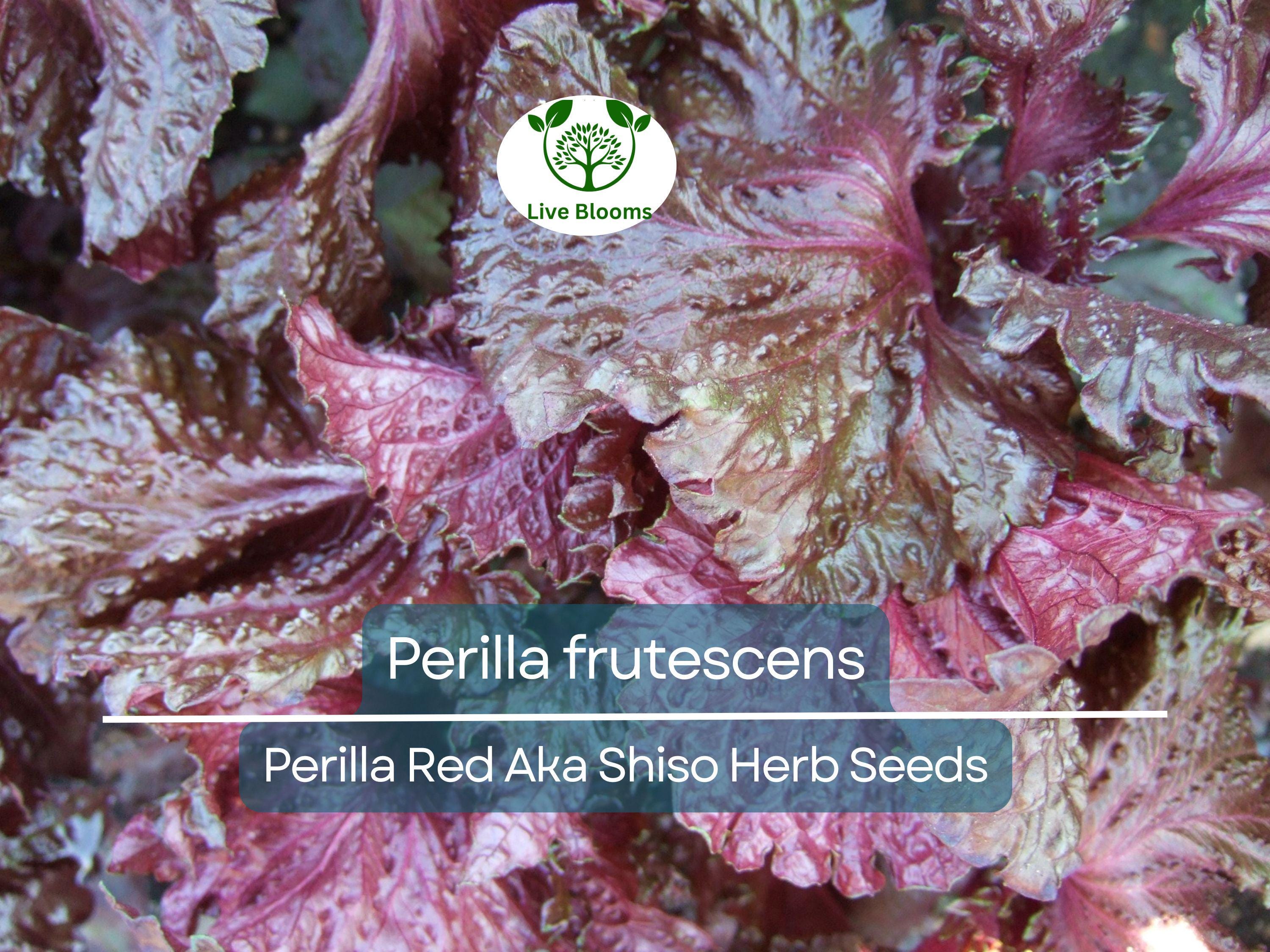 100 Seeds Perilla (Shiso) Red Aka Shiso Herb – Perilla frutescens | Heirloom Herb for Planting, Asian Cuisine
