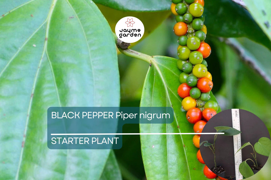 1 Black Pepper Plant | Piper nigrum | Live Starter Plant | USA Seller | Ideal for Indoor or Outdoor Growing | Spice Vine for Trellis