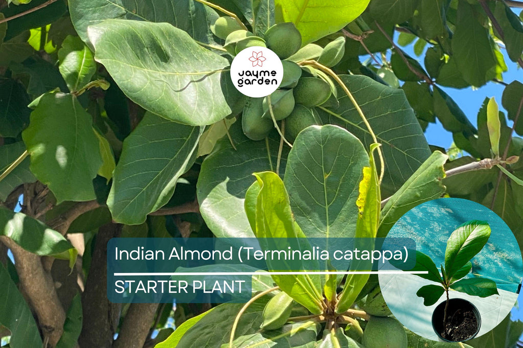 Indian Almond Tree 10" Tall - Live Terminalia catappa Nut Tree | Tropical Soft-Shell Edible Seed Tree for Shade & Coastal Landscaping
