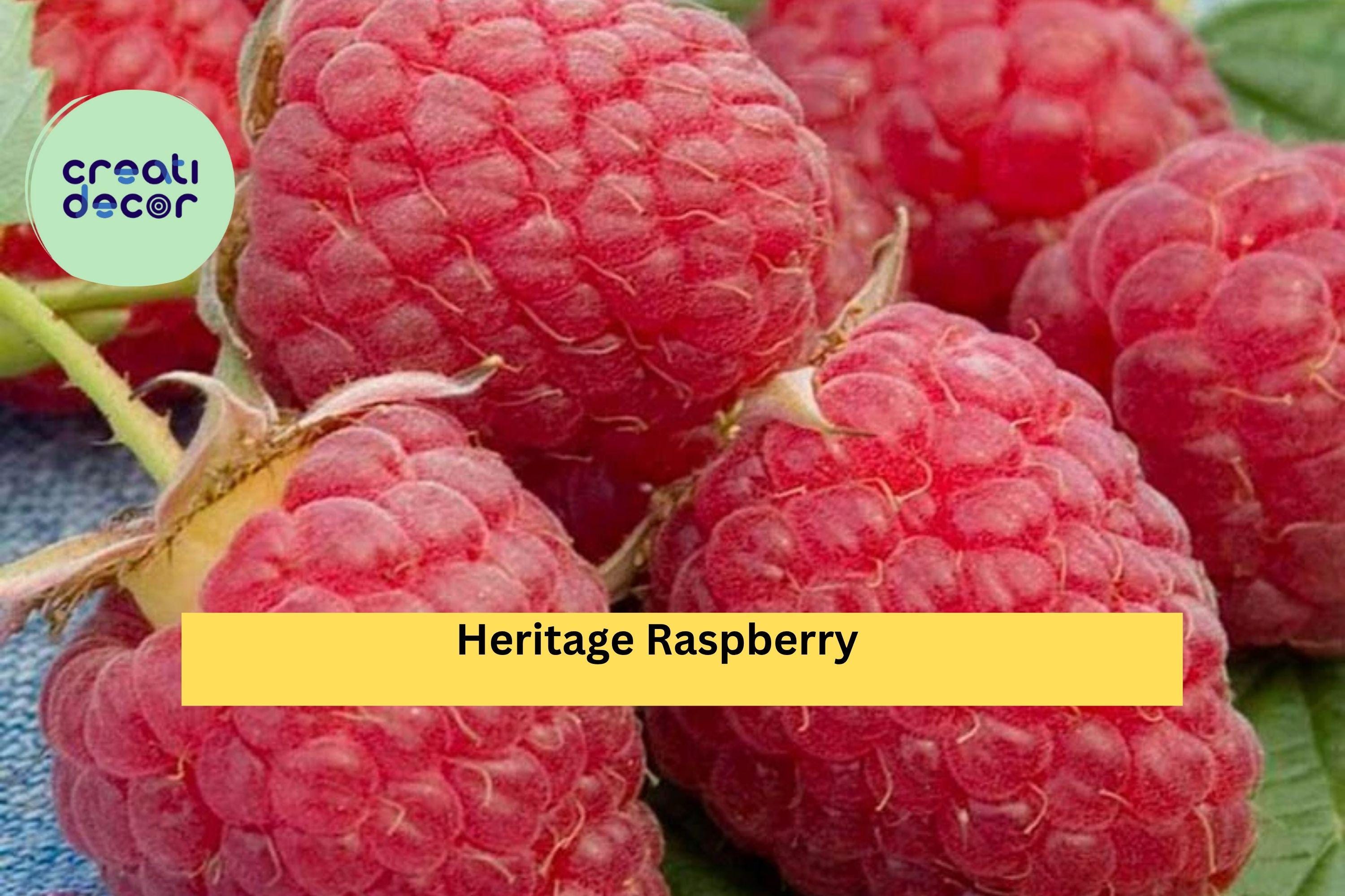 Heritage Raspberry Plant – Live 3-Year-Old Large Mature Rooted Plant, Rubus idaeus Perennial Fruit Bush for Garden, Patio, or Orchard